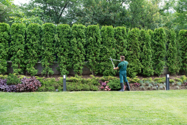 Best Tree Trimming and Pruning  in Union Park, FL